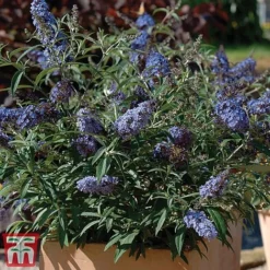 Buddleja 'Buzz® Sky Blue' 9 Buddleja 'Buzz® Sky Blue' -Fresh Sprout sky4