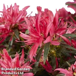 Azalea 'Starstyle Pink' 14 Azalea 'Starstyle Pink' -Fresh Sprout starpink2