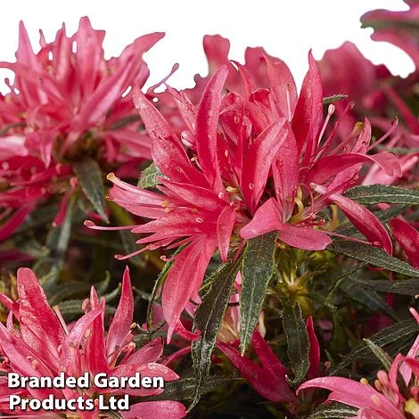 Azalea 'Starstyle Pink' 6 Azalea 'Starstyle Pink' - Image 6