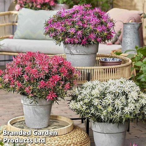 Azalea 'Starstyle Pink' 9 Azalea 'Starstyle Pink' - Image 9