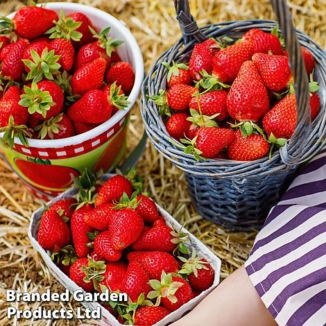 Nurserymans Choice Strawberry 1 Nurserymans Choice Strawberry