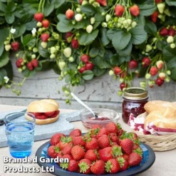 New Arrival -Fresh Sprout strawberry2