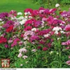 Sweet William 'Mixed'