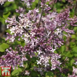 Lilac 'Palibin' (Standard) 8 Lilac 'Palibin' (Standard) -Fresh Sprout syr