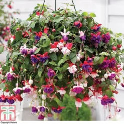 New Arrival 14 Fuchsia Trailing Pre-Planted Basket