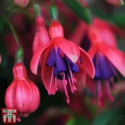 New Arrival 16 Fuchsia 'Tom Thumb' (Hardy)