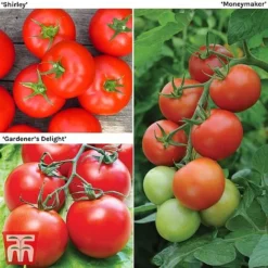 Tomato Gardeners Favourite Collection (Grafted)