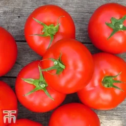 Tomato Gardeners Favourite Collection (Grafted) -Fresh Sprout toma gard3