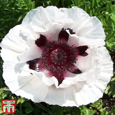 Poppy 'Snow Goose' 1 Poppy 'Snow Goose'