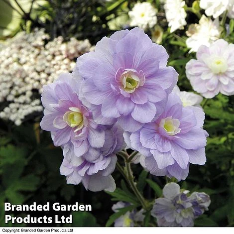 Geranium Hardy Trio 2 Geranium Hardy Trio - Image 2