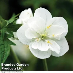 Geranium Hardy Duo 7 Geranium Hardy Duo -Fresh Sprout trio 3