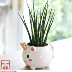Unicorn Pot With Sanseviera 'Fernwood' Plant- Gift -Fresh Sprout unicron fern2