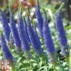 Veronica Spicata 'Royal Candles'