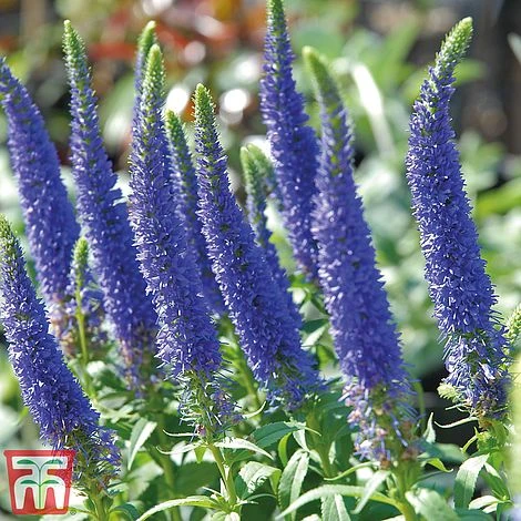 Veronica Spicata 'Royal Candles' 1 Veronica Spicata 'Royal Candles'