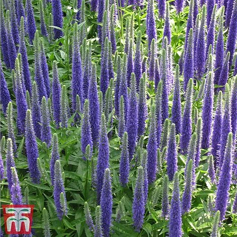 Veronica Spicata 'Royal Candles' 2 Veronica Spicata 'Royal Candles' - Image 2