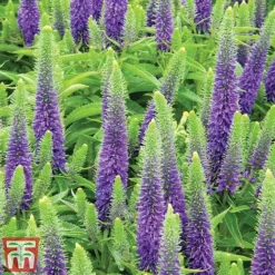 Veronica Spicata 'Royal Candles' 6 Veronica Spicata 'Royal Candles' -Fresh Sprout veroni3