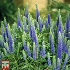 Veronica Spicata 'Royal Candles' 7 Veronica Spicata 'Royal Candles' -Fresh Sprout veroni4