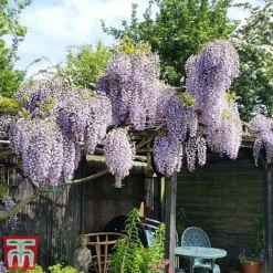 Wisteria Sinensis 'Prolific' -Fresh Sprout wist3