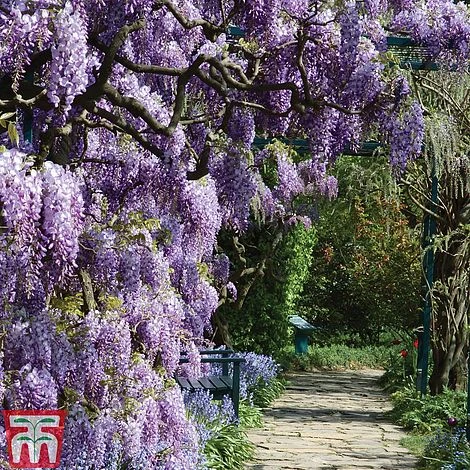 Wisteria Frutescens 'Amethyst Falls' 1 Wisteria Frutescens 'Amethyst Falls'