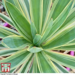 Yucca Filamentosa 'Bright Edge'
