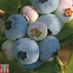 Blueberry 'Full Season Collection' 7 Blueberry 'Full Season Collection' -Fresh Sprout z BLUE CWW3179 A h