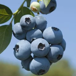 Blueberry 'Full Season Collection' 8 Blueberry 'Full Season Collection' -Fresh Sprout z BLUE CWW3305 A h