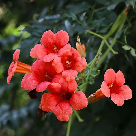 Campsis Radicans 'Flamenco' 1 Campsis Radicans 'Flamenco'