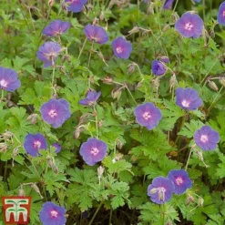 Geranium Hardy Mixed -Fresh Sprout z GERA T80199 C1