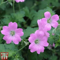 Geranium Hardy Mixed -Fresh Sprout z GERA T80199 E1