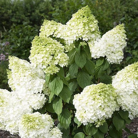 Hydrangea Paniculata 'Magical Moonlight' 3 Hydrangea Paniculata 'Magical Moonlight' - Image 3