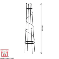 Clematis Duo Collection -Fresh Sprout z OBEL KB0599 A201