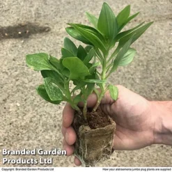 Alstroemeria 'Valley' Collection (Summer Paradise Series) 9 Alstroemeria 'Valley' Collection (Summer Paradise Series) -Fresh Sprout zalstro jumbo size19